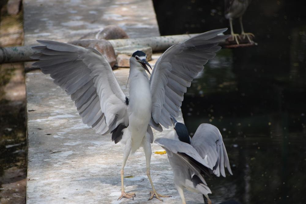 Bannerghatta Biological Park Water Fish Crane Bird Bannerghatta Biological Park Water Fish Crane Bird