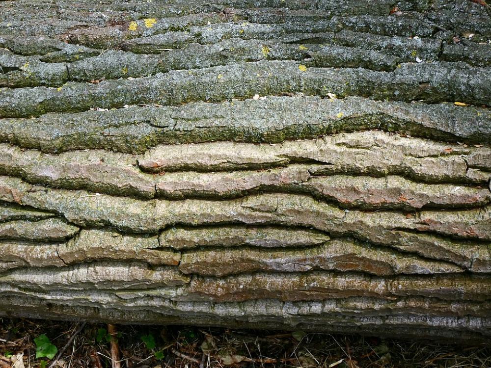 Bark Tree Wrinkled Wood Trunk Texture Forest Bark Tree Wrinkled Wood Trunk Texture Forest