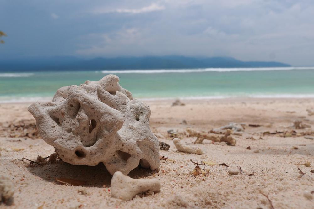 Beach Coral Nature Water Indonesian Holiday Sand Beach Coral Nature Water Indonesian Holiday Sand