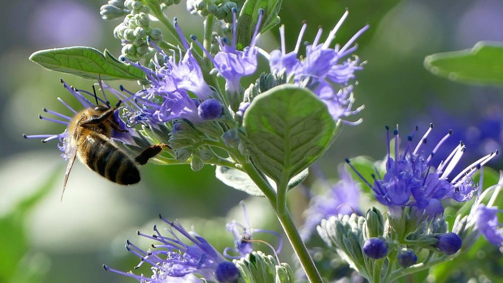Bee Honey Nature Insect Flower Bee Honey Nature Insect Flower