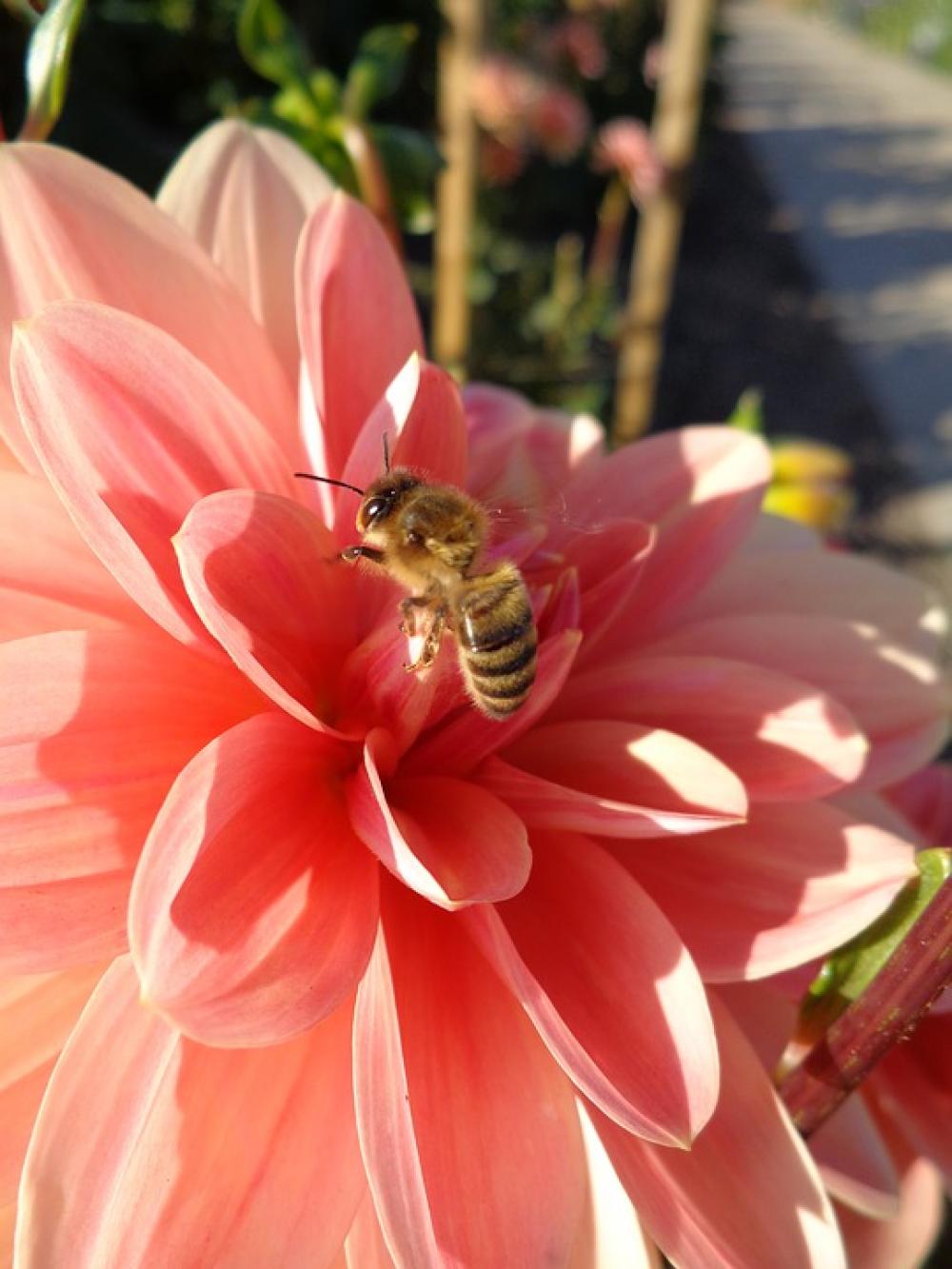 Bee Honey Bee Honey Bees Insect Nature Spring Bee Honey Bee Honey Bees Insect Nature Spring