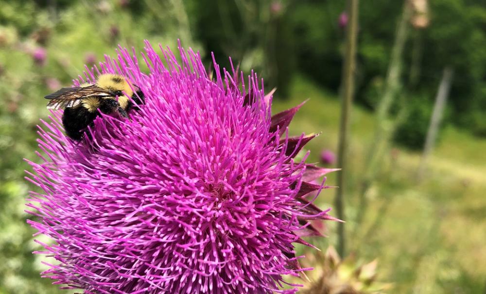 Bees Flower Insect Spring Lavender Purple Violet Bees Flower Insect Spring Lavender Purple Violet