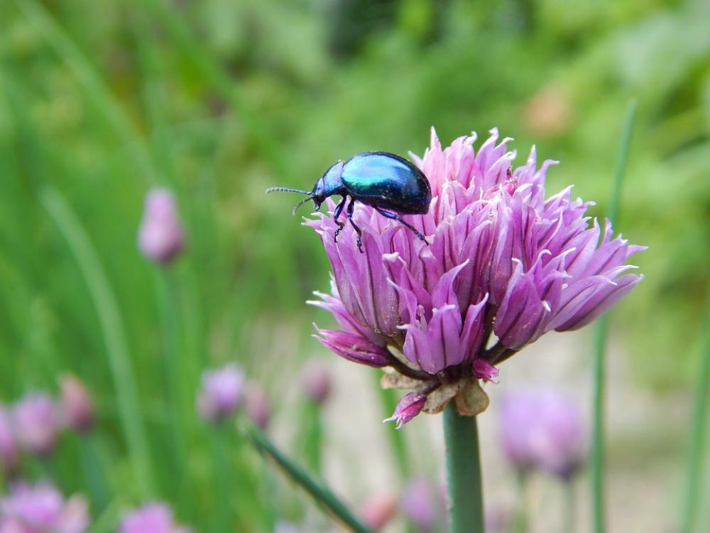 Beetle Leaf Beetle Blue Garden Chives Beetle Leaf Beetle Blue Garden Chives
