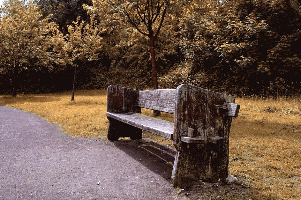 Bench Park Wooden Bench Trees Autumn Fall Seat Bench Park Wooden Bench Trees Autumn Fall Seat