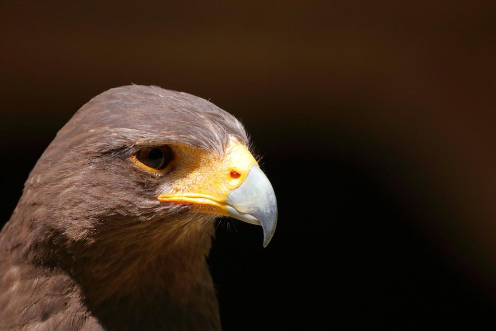 Bergisches Land Bird Raptor Wildlife Park Bergisches Land Bird Raptor Wildlife Park