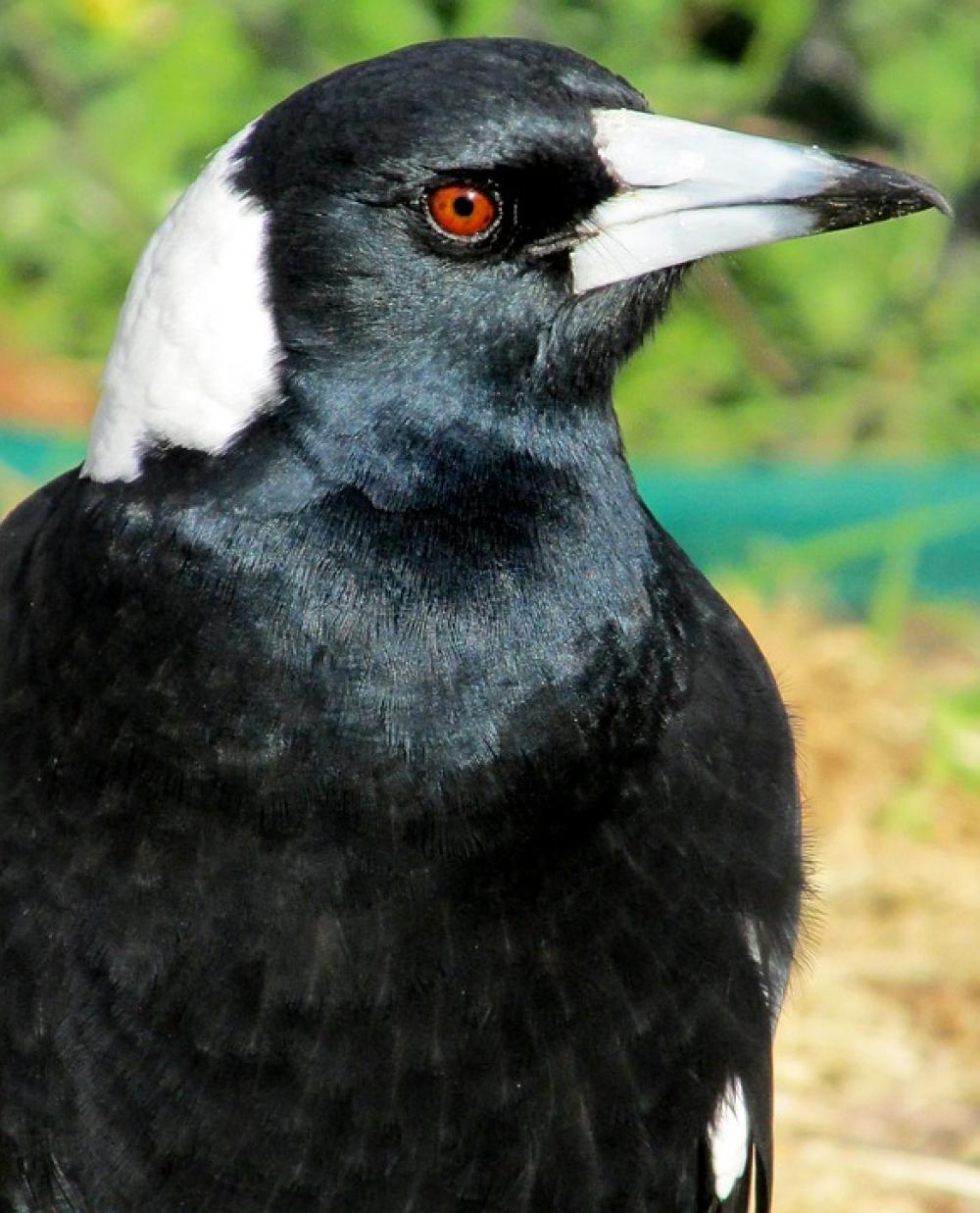 Bird Australian Magpie Wildlife Nature Bird Australian Magpie Wildlife Nature