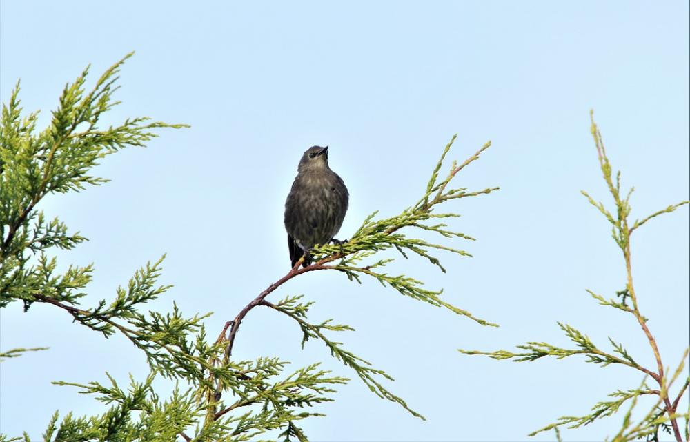 Bird Feathers Nature Small Plumage Wildlife Bird Feathers Nature Small Plumage Wildlife