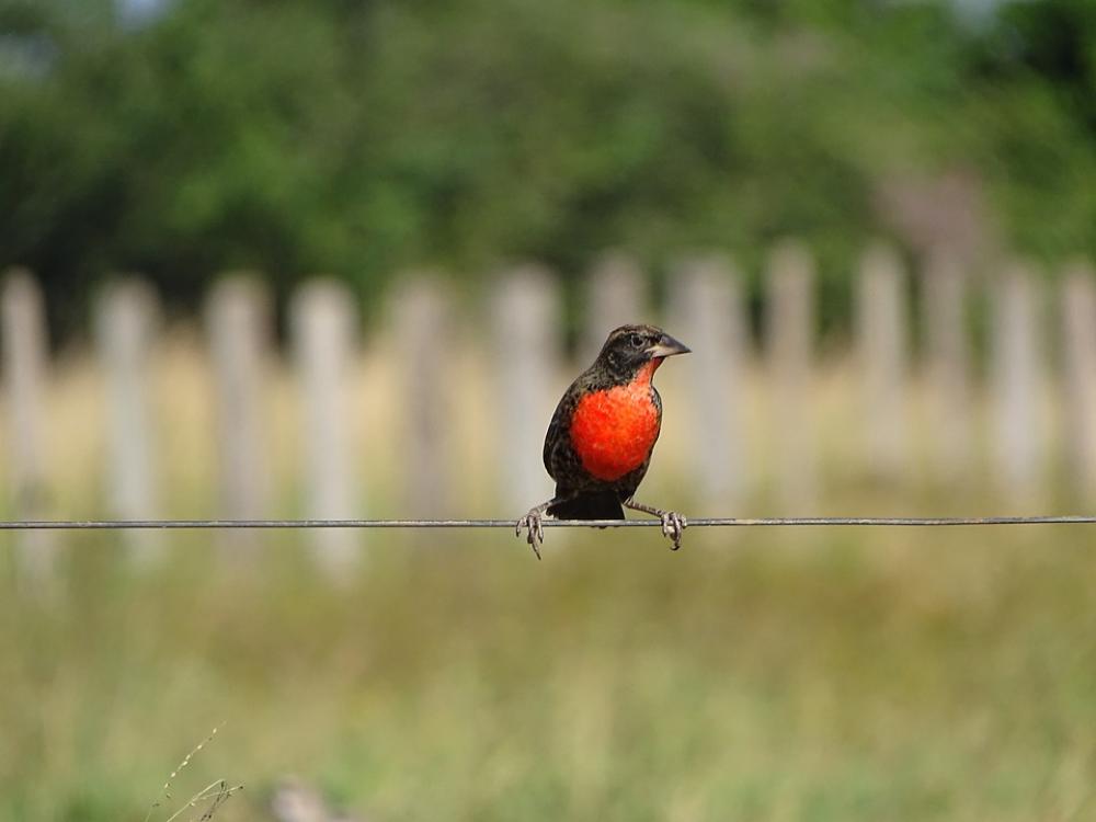 Bird Birds Red Black Animal Animals Bird Birds Red Black Animal Animals
