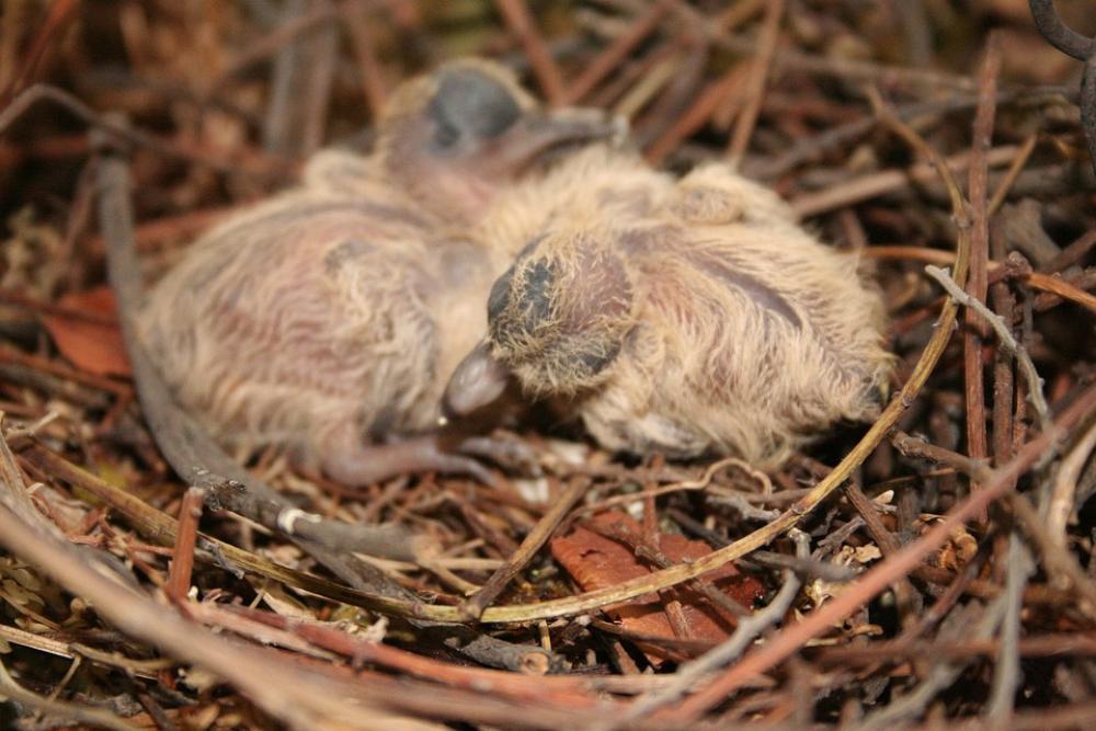 Birds Chick Newborn Bird Ave Animals Animal Birds Chick Newborn Bird Ave Animals Animal