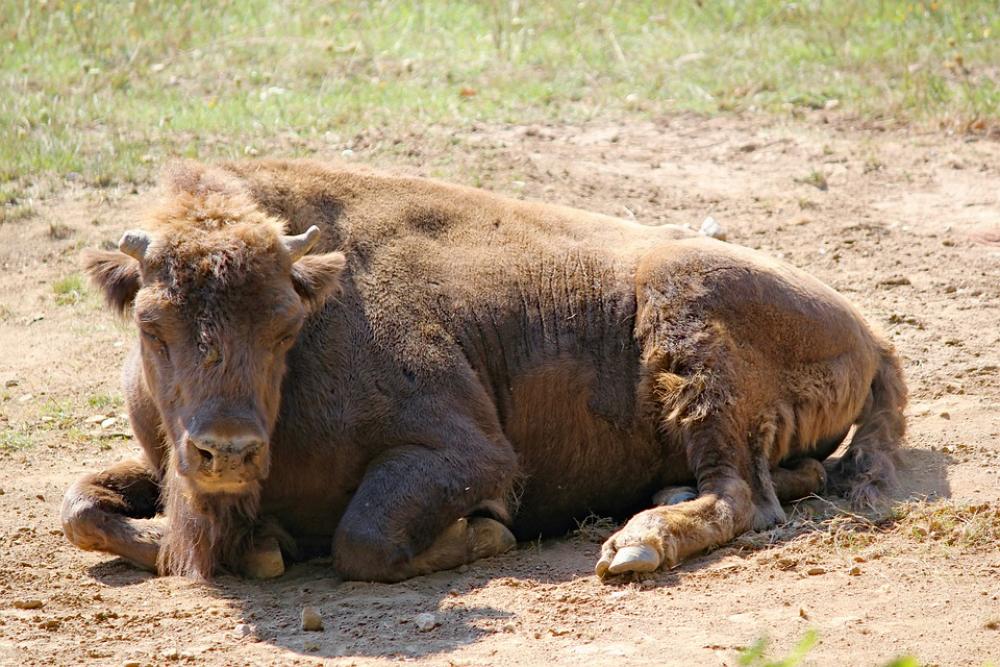 Bison The European Tur Animal Mammal Artiodactyl Bison The European Tur Animal Mammal Artiodactyl