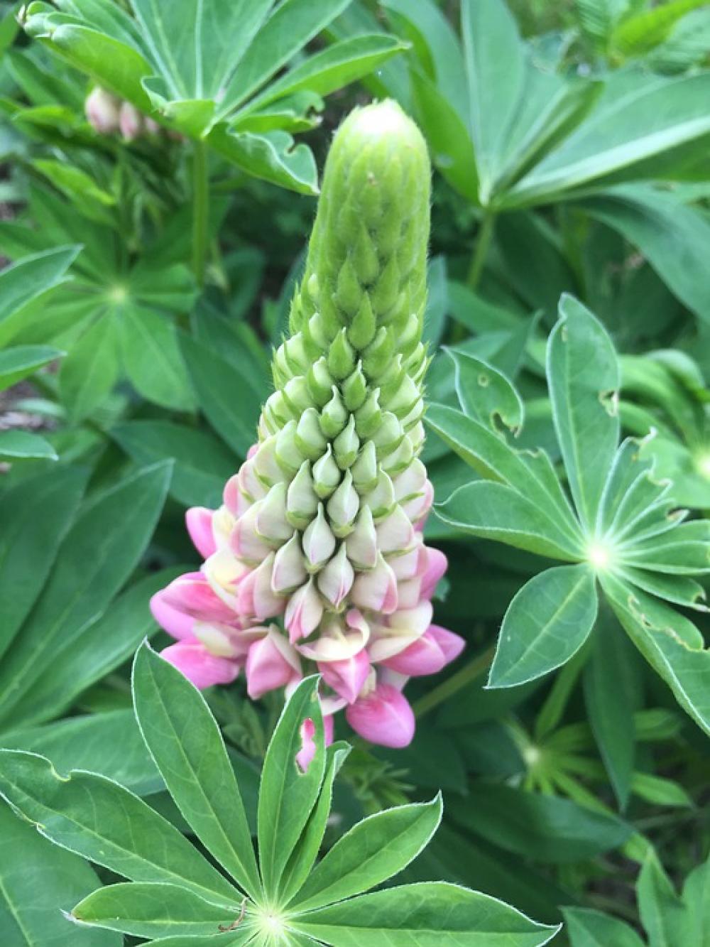 Bloom Spring Nature Garden Flower Romantic Pink Bloom Spring Nature Garden Flower Romantic Pink