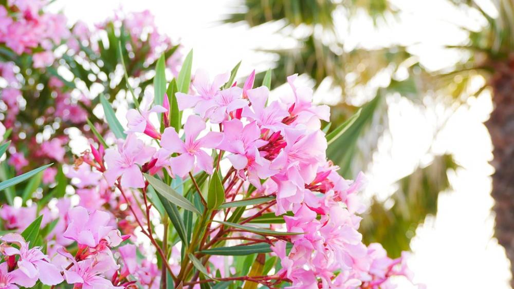 Bloom Flowers Pink Beauty Summer Bloom Flowers Pink Beauty Summer