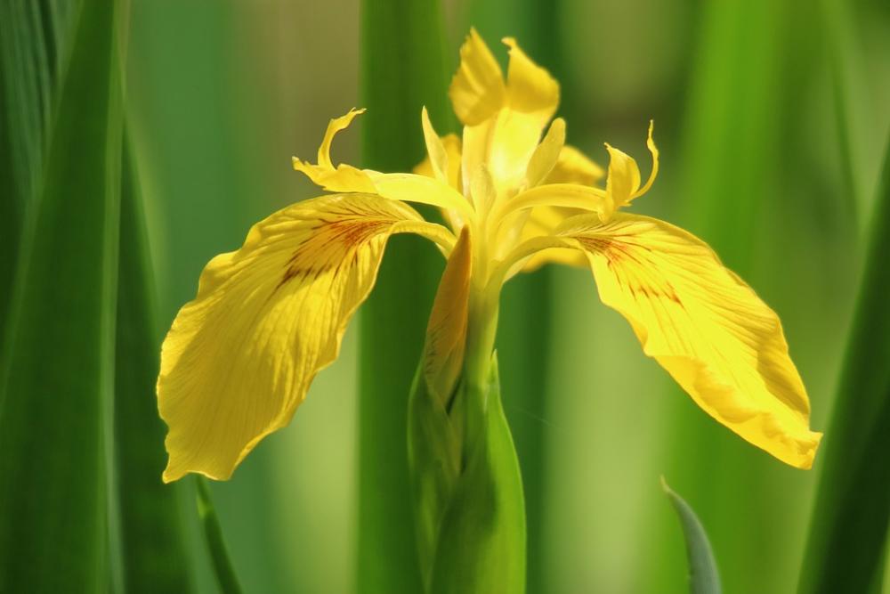 Blossom Bloom Yellow Green Background Flower Blossom Bloom Yellow Green Background Flower