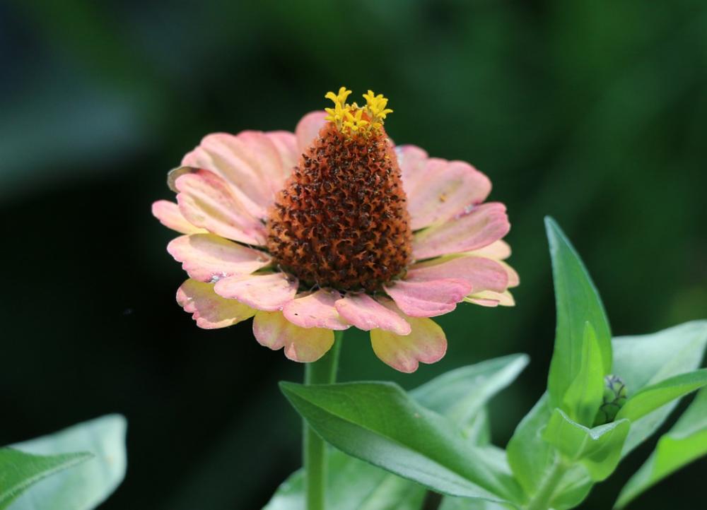 Blossom Bloom Flower S Summer Beauty Macro Blossom Bloom Flower S Summer Beauty Macro