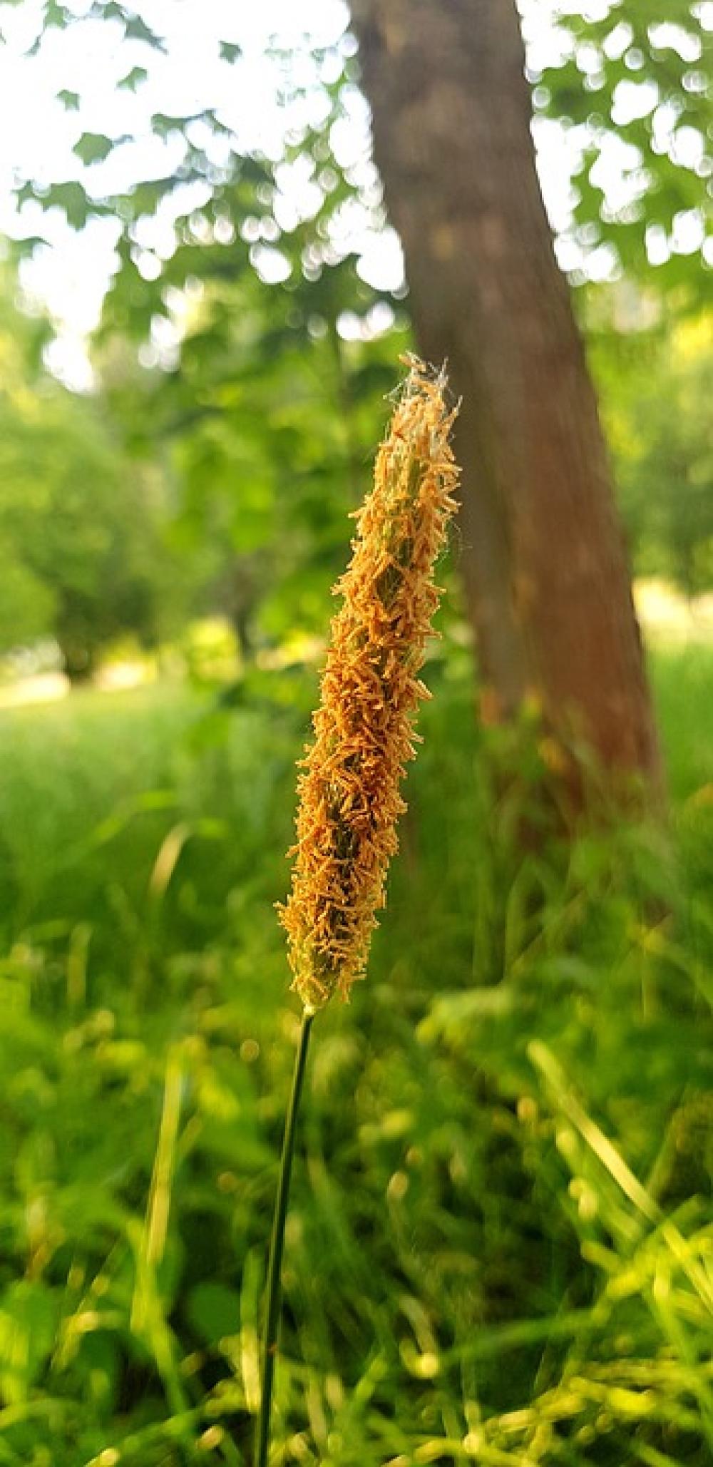 Blossom Bloom Spring Nature Meadow Tree Blossom Bloom Spring Nature Meadow Tree