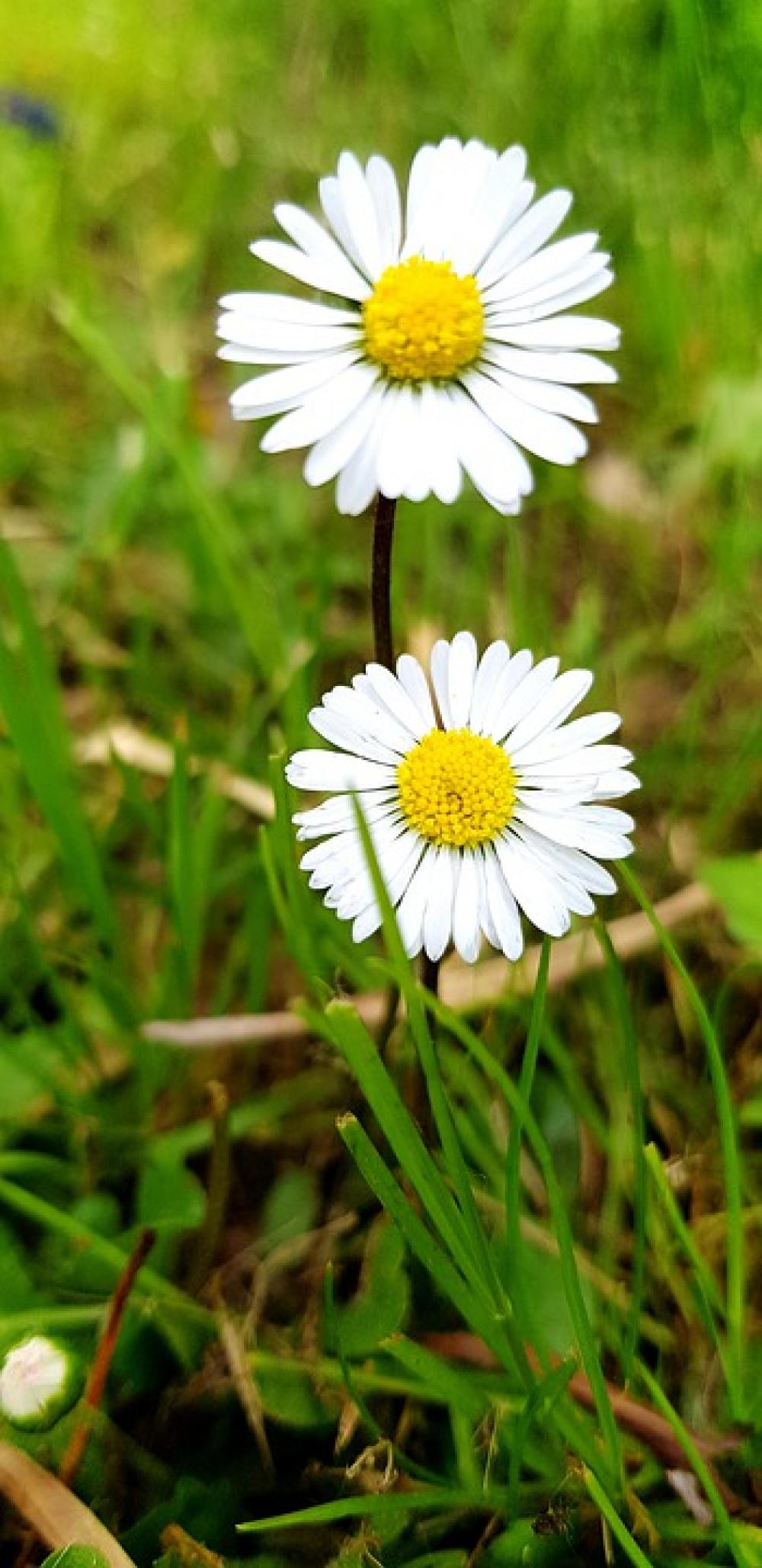 Blossom Bloom Spring Nature Meadow Blossom Bloom Spring Nature Meadow