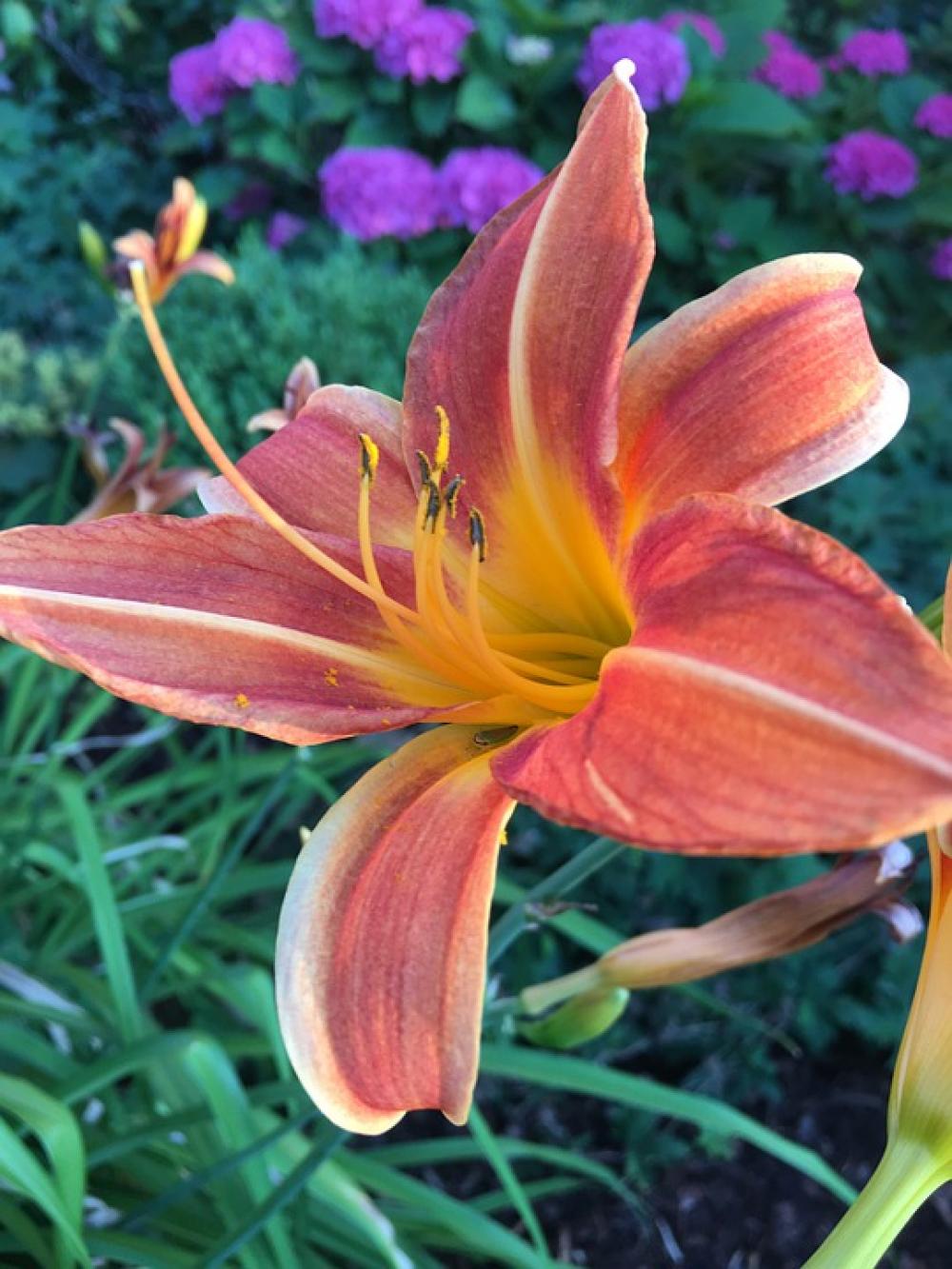 Blossom Lily Flower Plant Floral Orange Red Blossom Lily Flower Plant Floral Orange Red