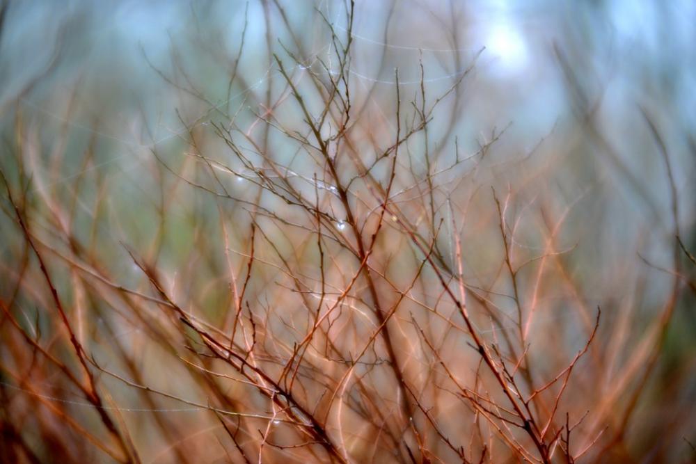 Branches Nature Fairylike Mysterious Dreamy Bush Branches Nature Fairylike Mysterious Dreamy Bush