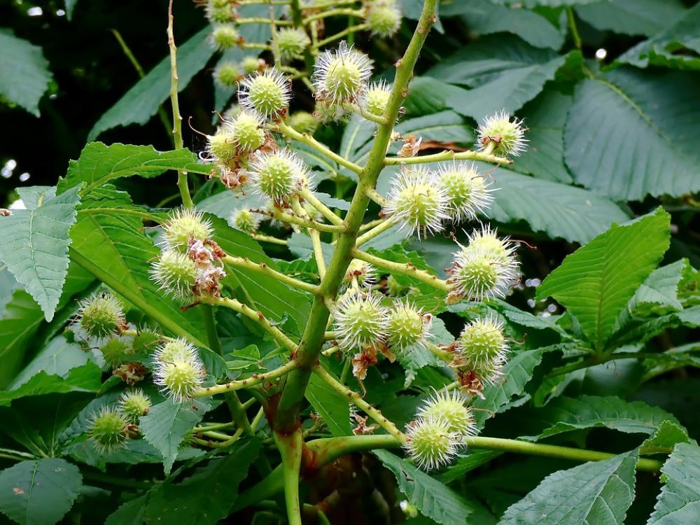 Brown Aesculus Bug Promise Fruit Thorny Brown Aesculus Bug Promise Fruit Thorny