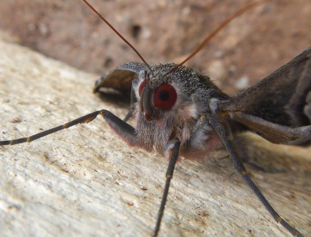 Butterfly Flying Hairy Antennas Wing Insects Butterfly Flying Hairy Antennas Wing Insects