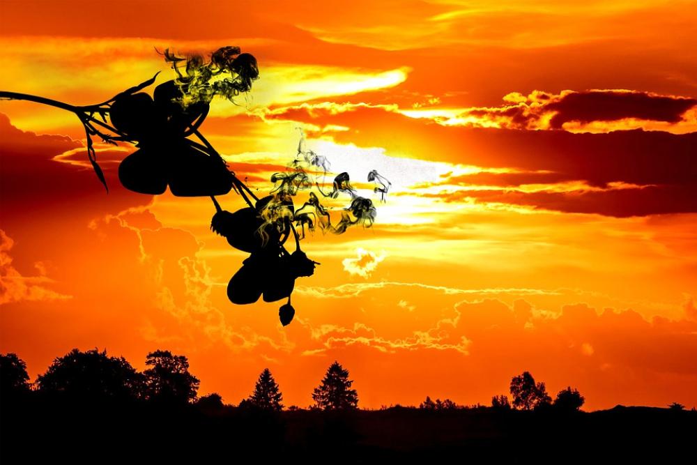 Butterfly Sunset Smoke Silhouette Evening Dusk Butterfly Sunset Smoke Silhouette Evening Dusk