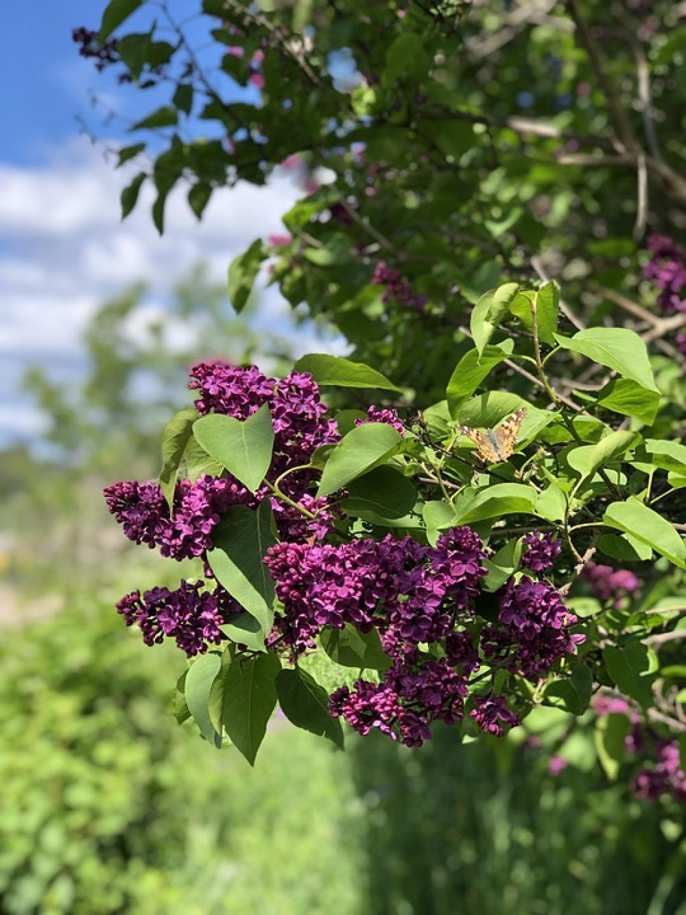 Butterfly Summer Lilac The Nature Of The Garden Butterfly Summer Lilac The Nature Of The Garden