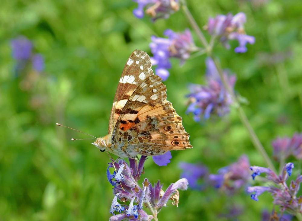 Butterfly Meadow Spring Insect Butterfly Meadow Spring Insect