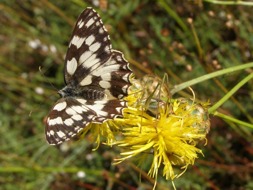 Butterfly Black Flower Yellow Butterfly Black Flower Yellow