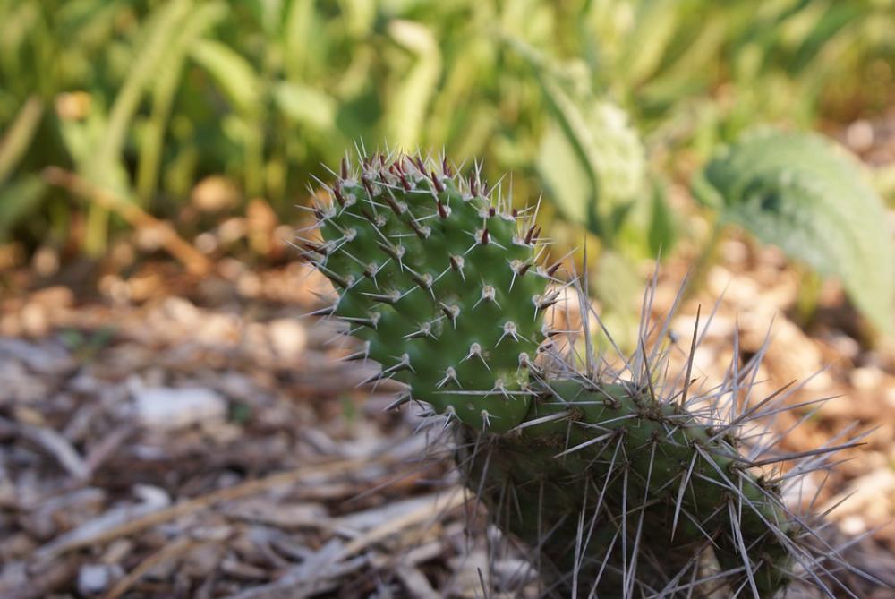 Cactus Plant Prickly Green Succulent Nature Cactus Plant Prickly Green Succulent Nature