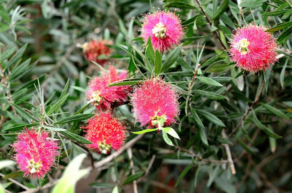 Callistemon Flower Plant Red Fluffy Leaves Hard Callistemon Flower Plant Red Fluffy Leaves Hard