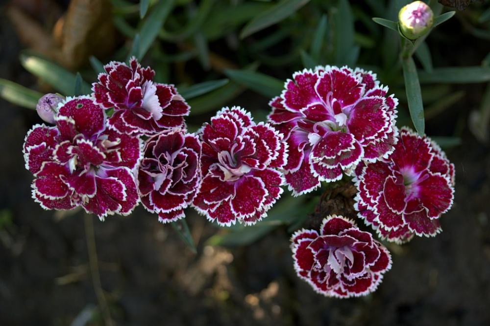Carnation Flower Coloring Petals Supplies Blooming Carnation Flower Coloring Petals Supplies Blooming