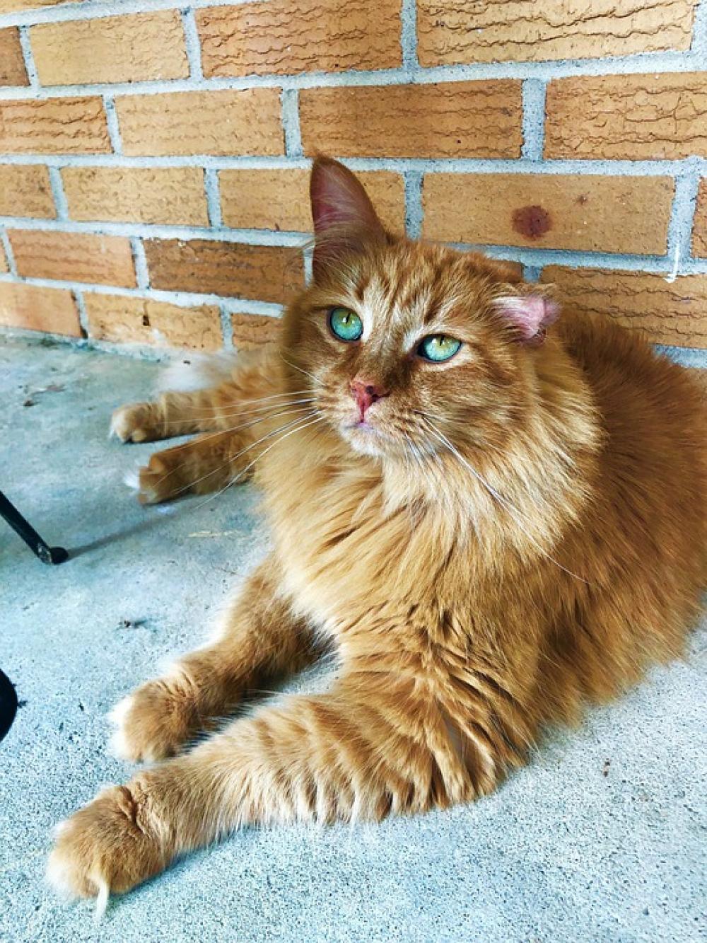 Cat Orange Cat Domestic Feline Eyes Pet Cat Orange Cat Domestic Feline Eyes Pet