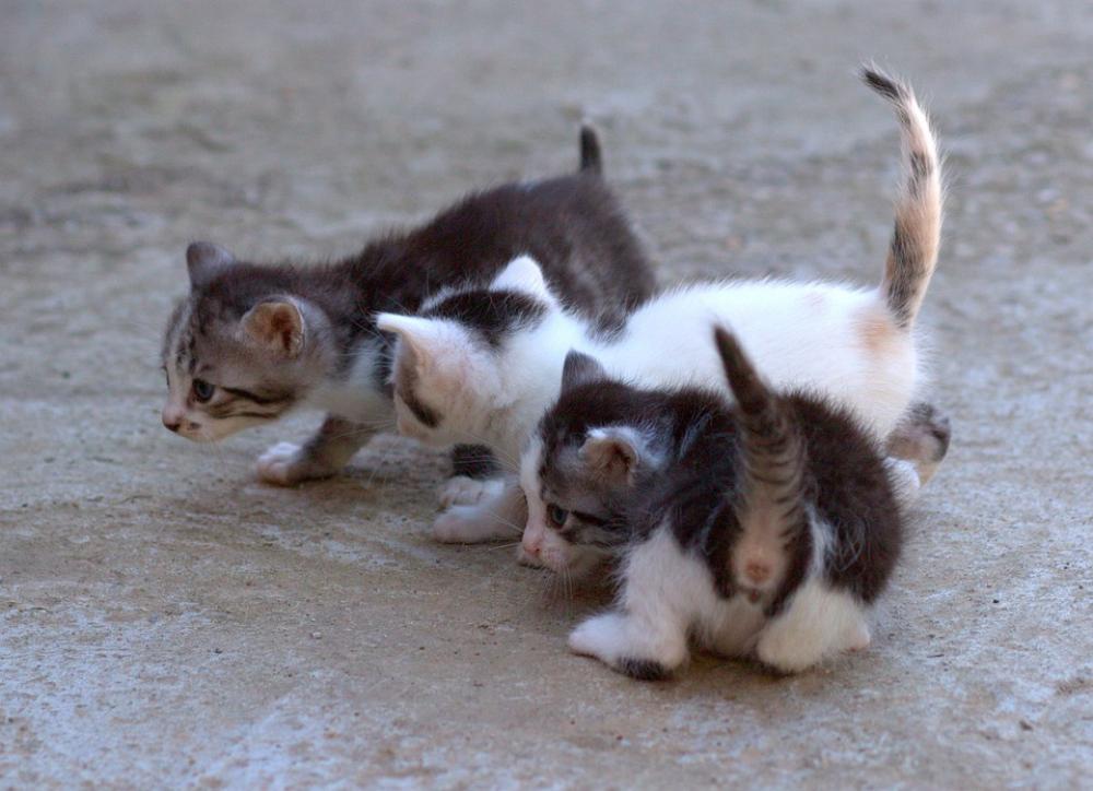 Cat Small Cute Animals Kitty Adorable Tamed Cat Small Cute Animals Kitty Adorable Tamed