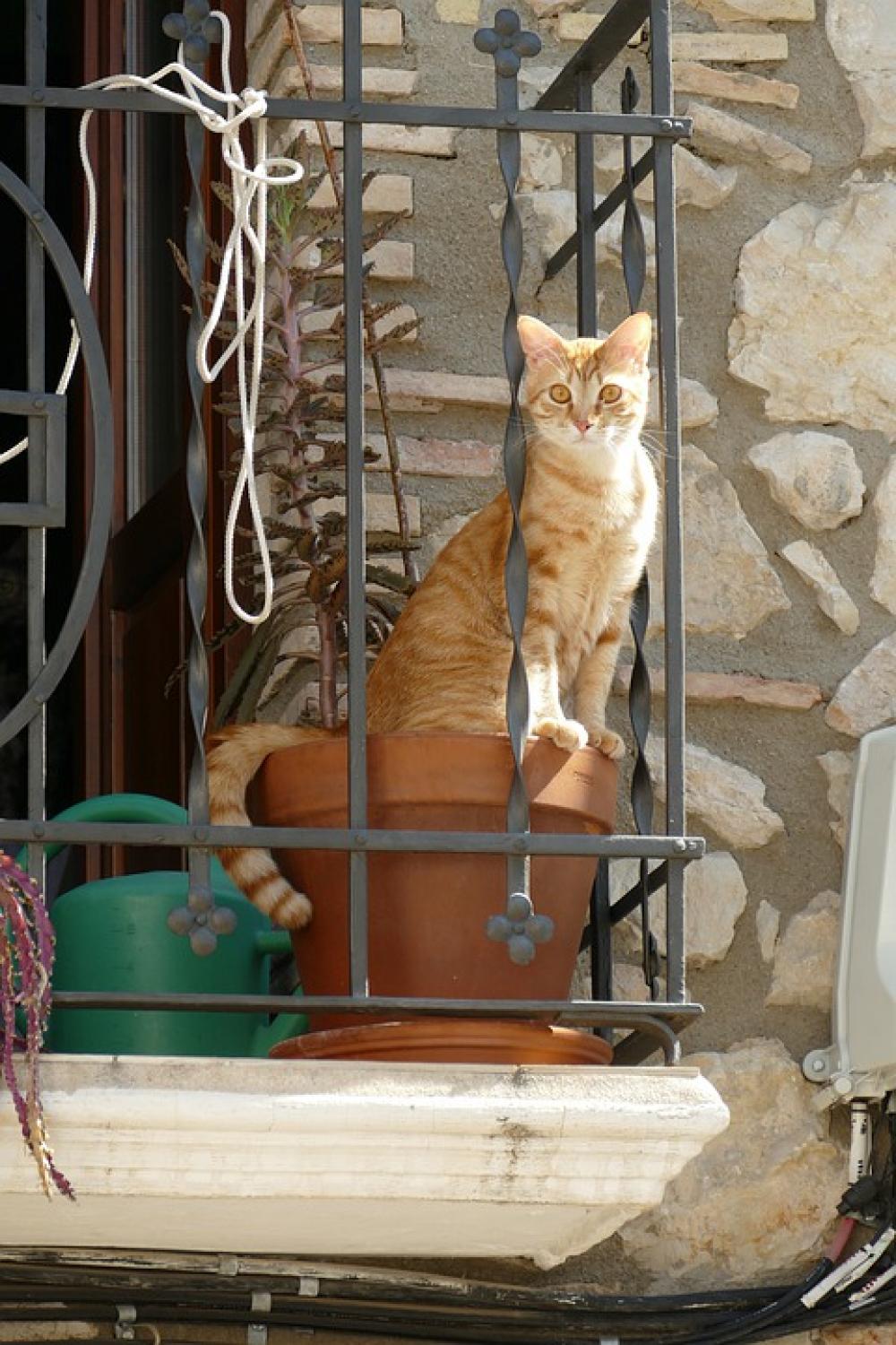 Cat Cats Pet Fauna Mammal Red White Pot Cat Cats Pet Fauna Mammal Red White Pot