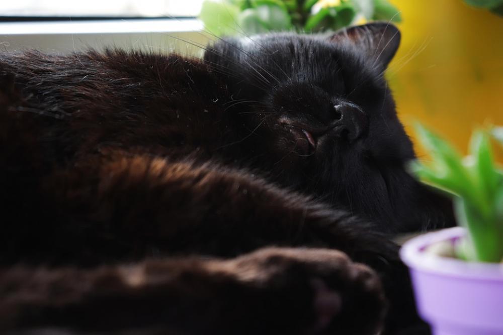 Cat Black Animals Fur Cute Cats The Language Cat Black Animals Fur Cute Cats The Language