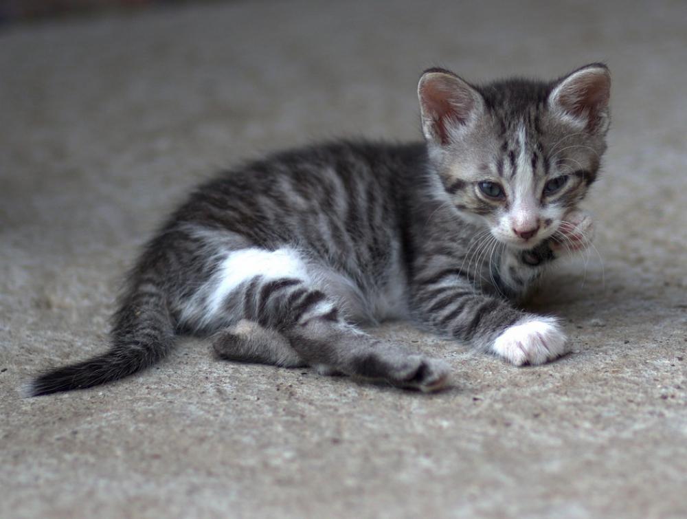 Cat Little Sympathetic Domestic Small Kitty Cat Little Sympathetic Domestic Small Kitty