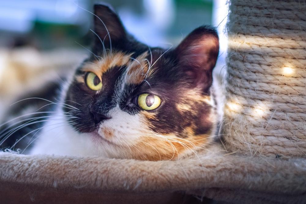 Cat Light Pet The Eyes Mustache Cat Light Pet The Eyes Mustache