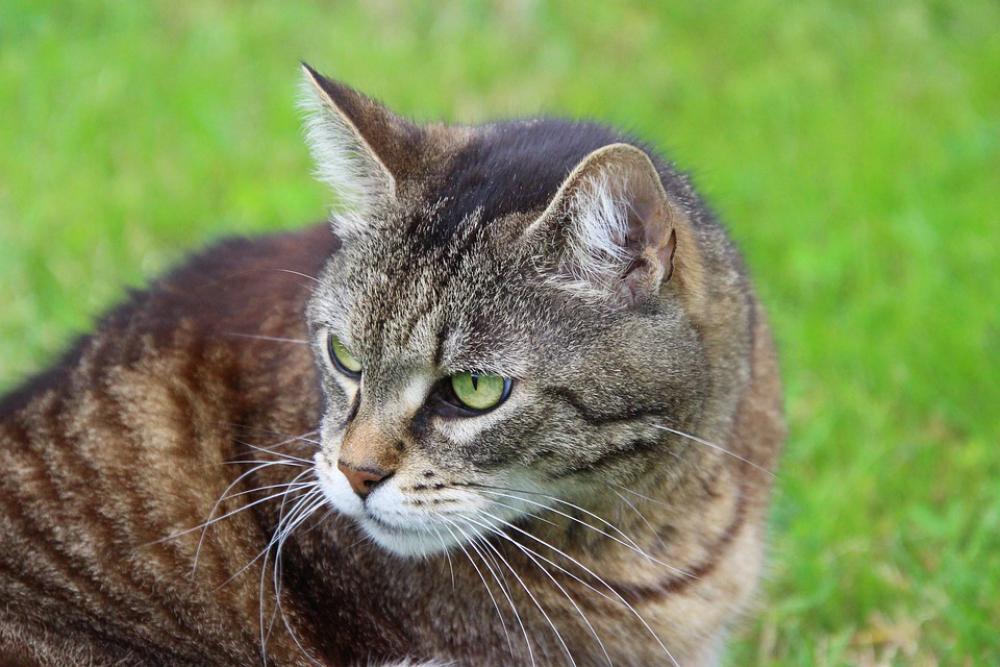 Cat Mieze Animal Nature Pet Cat Face Cat'S Eyes Cat Mieze Animal Nature Pet Cat Face Cat'S Eyes