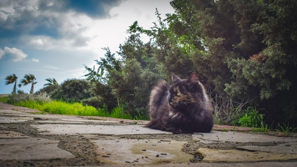 Cat Stray Young Animal Outdoors Sitting Resting Cat Stray Young Animal Outdoors Sitting Resting
