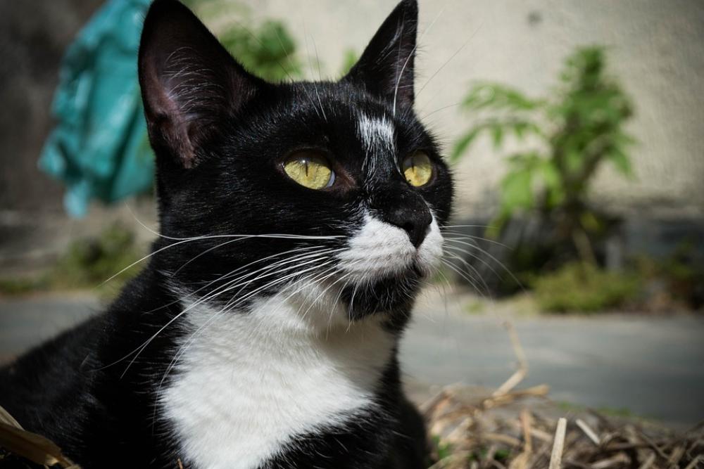 Cat Pet Domestic Animal Feline Adorable Cat Pet Domestic Animal Feline Adorable
