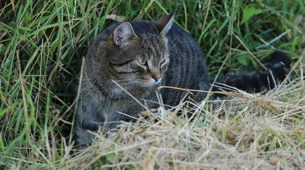 Cat Garden Summer Rush Mieze Domestic Cat Nature Cat Garden Summer Rush Mieze Domestic Cat Nature