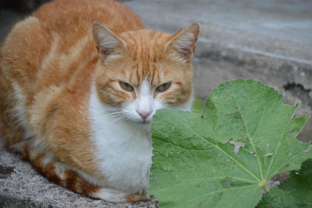 Cat Feline Animal Kitten Mammals Domesticated Fur Cat Feline Animal Kitten Mammals Domesticated Fur