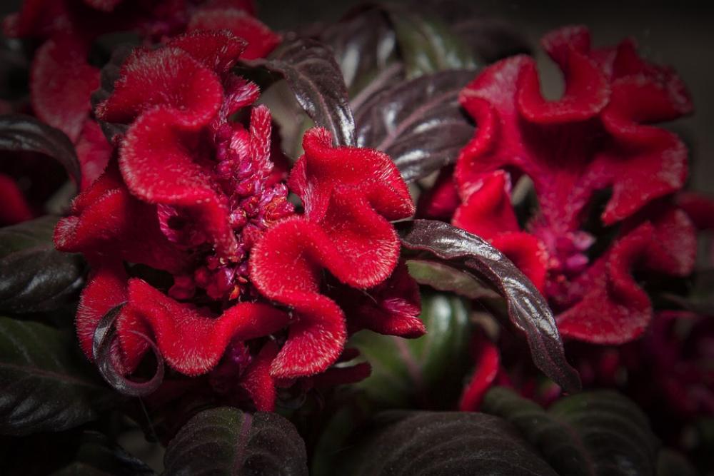 Celosia Red Flower Blossom Bloom Nature Plant Celosia Red Flower Blossom Bloom Nature Plant
