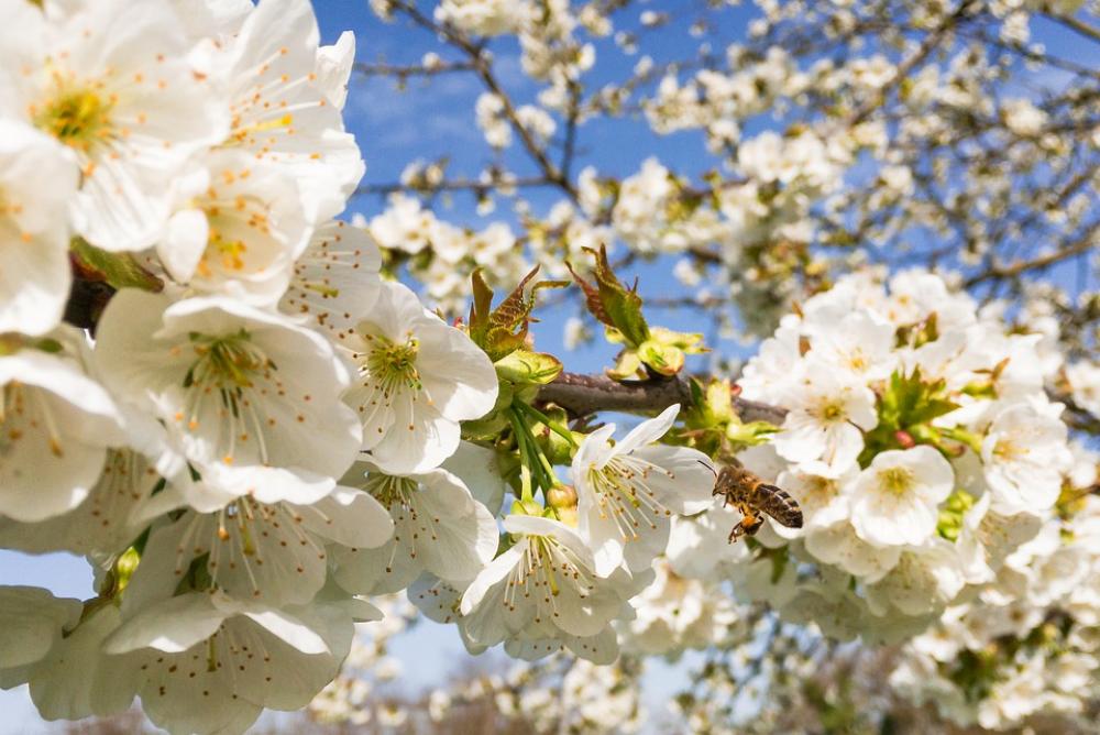 Cherry Tree Cherry Tree Nature Cherry Blossoms Bee Cherry Tree Cherry Tree Nature Cherry Blossoms Bee