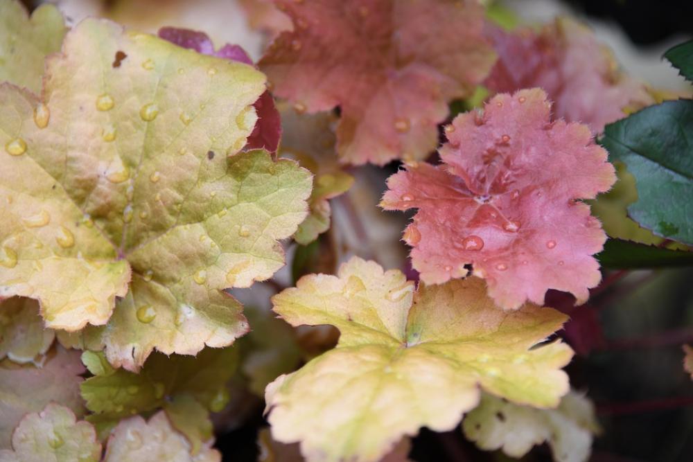 Coralbell Leaf Rain Red Yellow Coralbell Leaf Rain Red Yellow