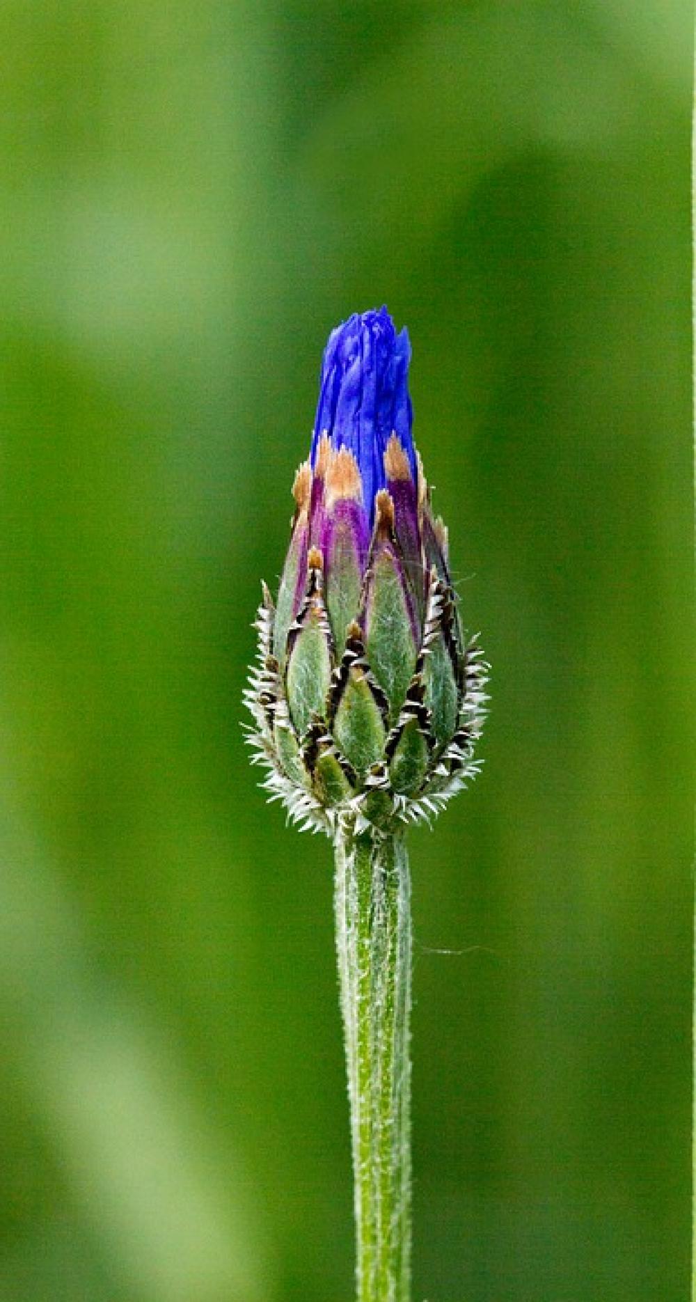 Cornflower Single Flower Blue Macro Cornflower Single Flower Blue Macro