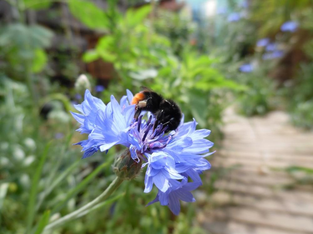 Cornflower Flower Nature Summer Wildflowers Spring Cornflower Flower Nature Summer Wildflowers Spring