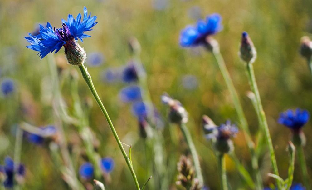 Cornflower Field Flowers Nature Blossom Bloom Cornflower Field Flowers Nature Blossom Bloom
