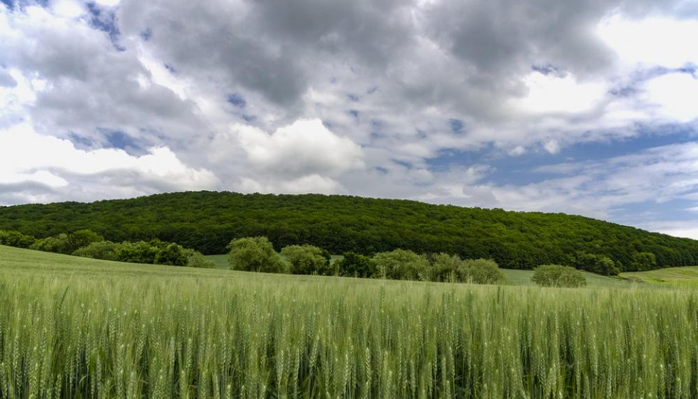 Country Forest Nature Field The Grain The Clouds Country Forest Nature Field The Grain The Clouds