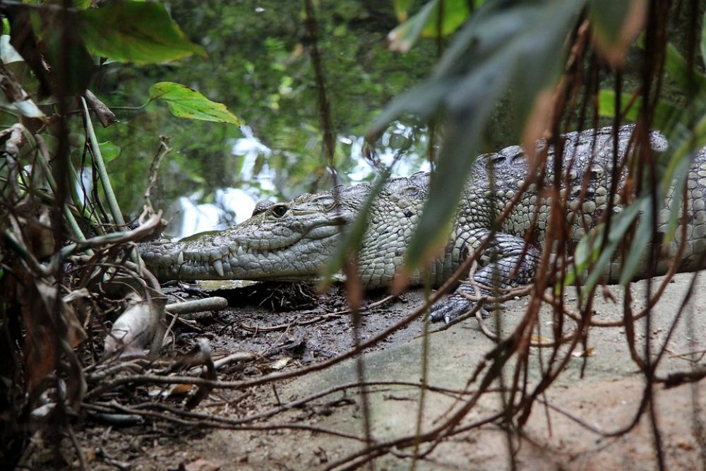 Crocodile Predator Reptile Animal Water Nature Crocodile Predator Reptile Animal Water Nature
